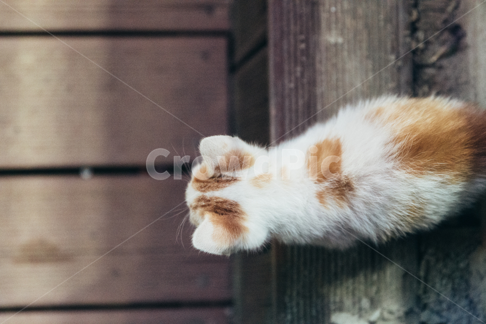 고양이,길고양이,길냥이,동물,귀여운동물
