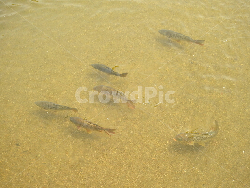강,호수,동물,물고기,자연,동물,animal,어류,물고기,fish