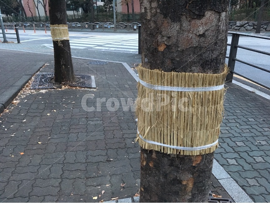 겨울,가로수,병충해,방지,볏짚,나무,trees,wood