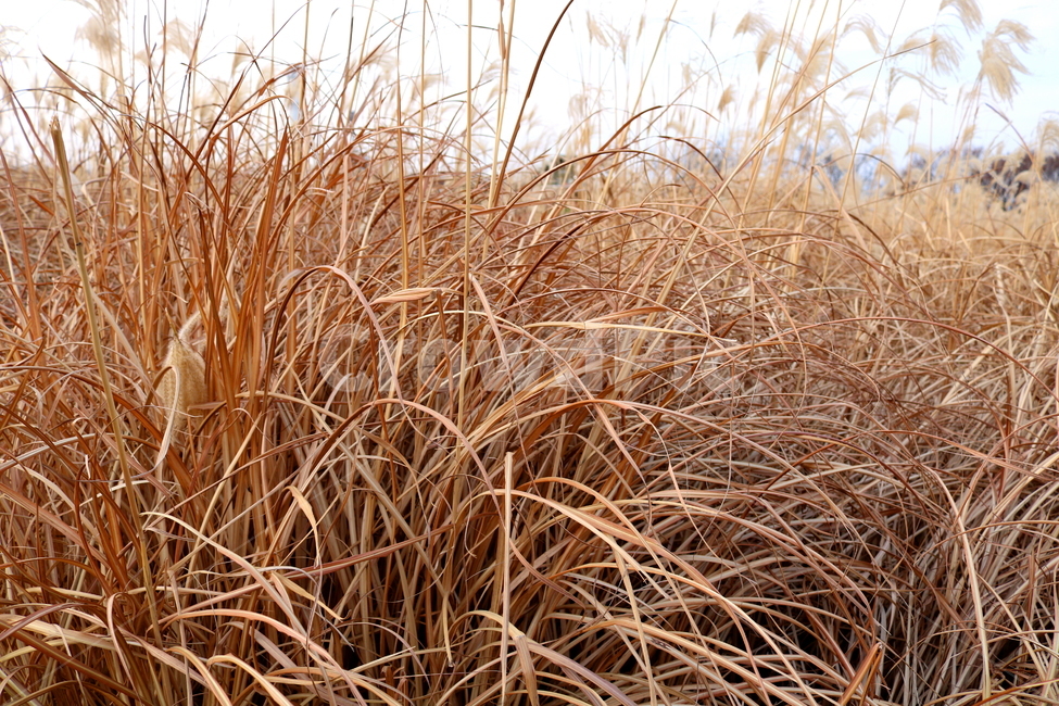 억새,풀,억새풀,식물,벼과,벼과식물,자연,풍경,두영,겨울,식물,자연,plants,nature