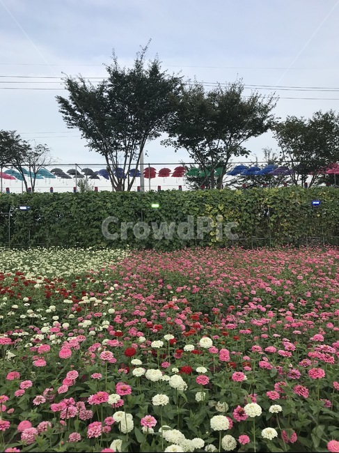 강원도,강원도꽃축제,백일홍,백일홍축제,평창백일홍축제,강원도평창백일홍축제