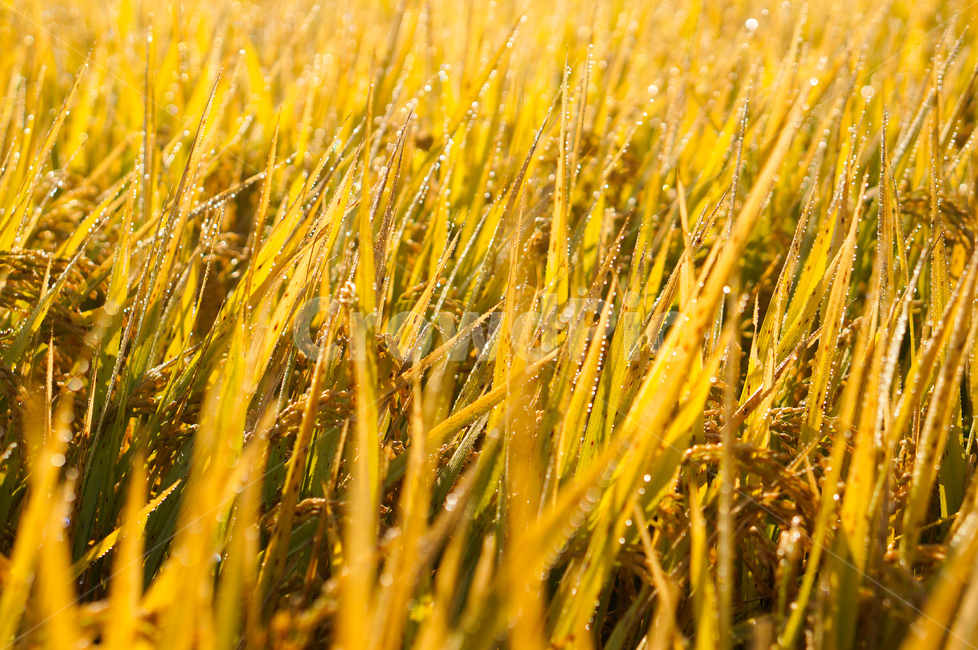 벼,가을,빛,곡식,자연,plant,식물,grass,잔디,vegetable,야채,grain,곡물,food,음식