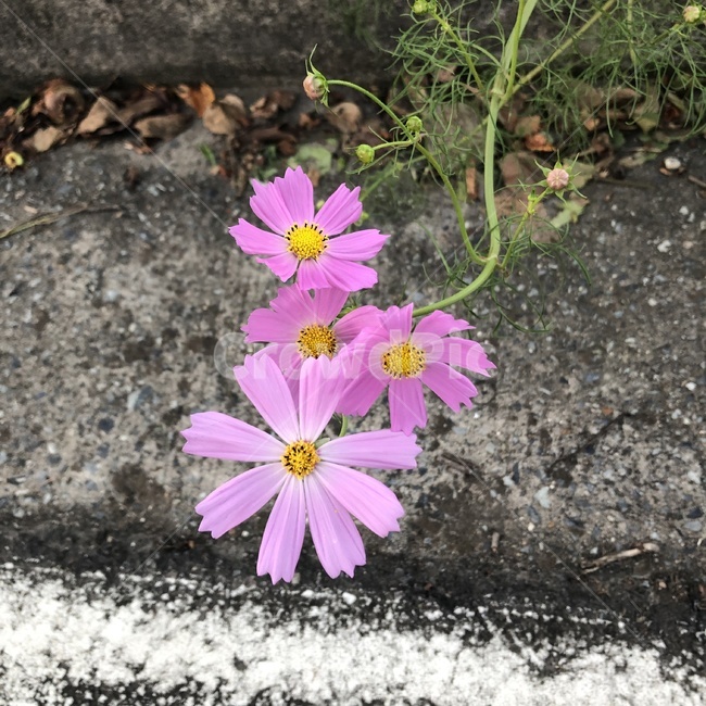 꽃,코스모스,아스팔트,분홍꽃,길,가을,flower,cosmos,autumn,pink,road,bloom,식물,자연,plants,nature,꽃,flower