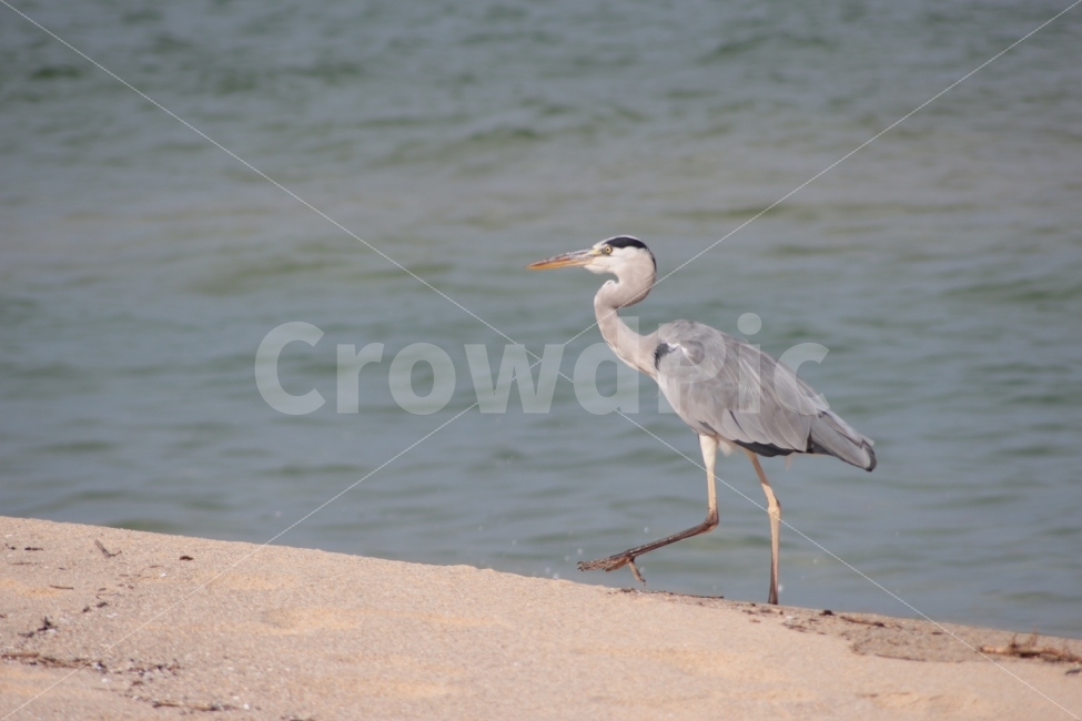 동물,새,자연풍경,조류,왜가리,자연,바다,바닷가,해변,해변가,heron,sea,바다풍경,동물,animal,조류,새,birds