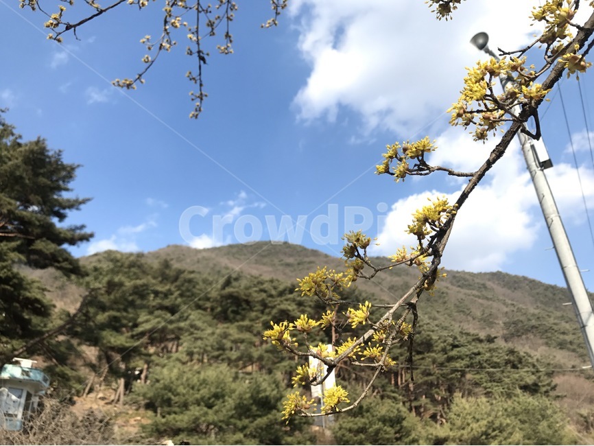 봄,식물,풍경,생강나무꽃,배경,자연,봄,계절,spring,season,식물,자연,plants,nature,꽃,flower