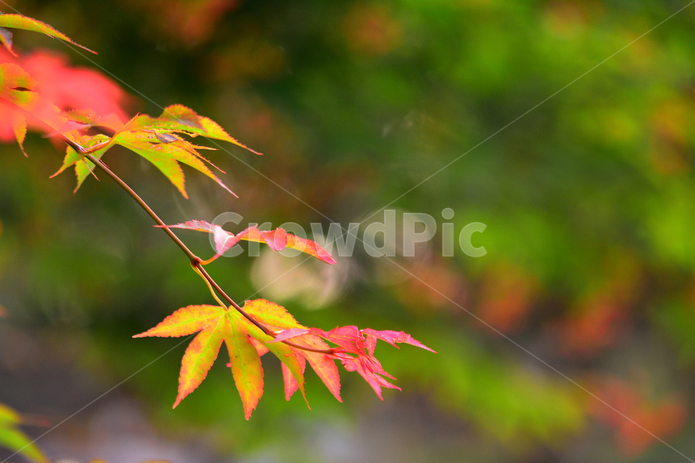 단풍나무,보케,새순,작은,시즌,식물,초본,season,계절,5월,어울림,flowers,청정,green,초록,신록,녹색,나무,plant,nature,maple,새잎,잎새,식물,자연,plants,nature