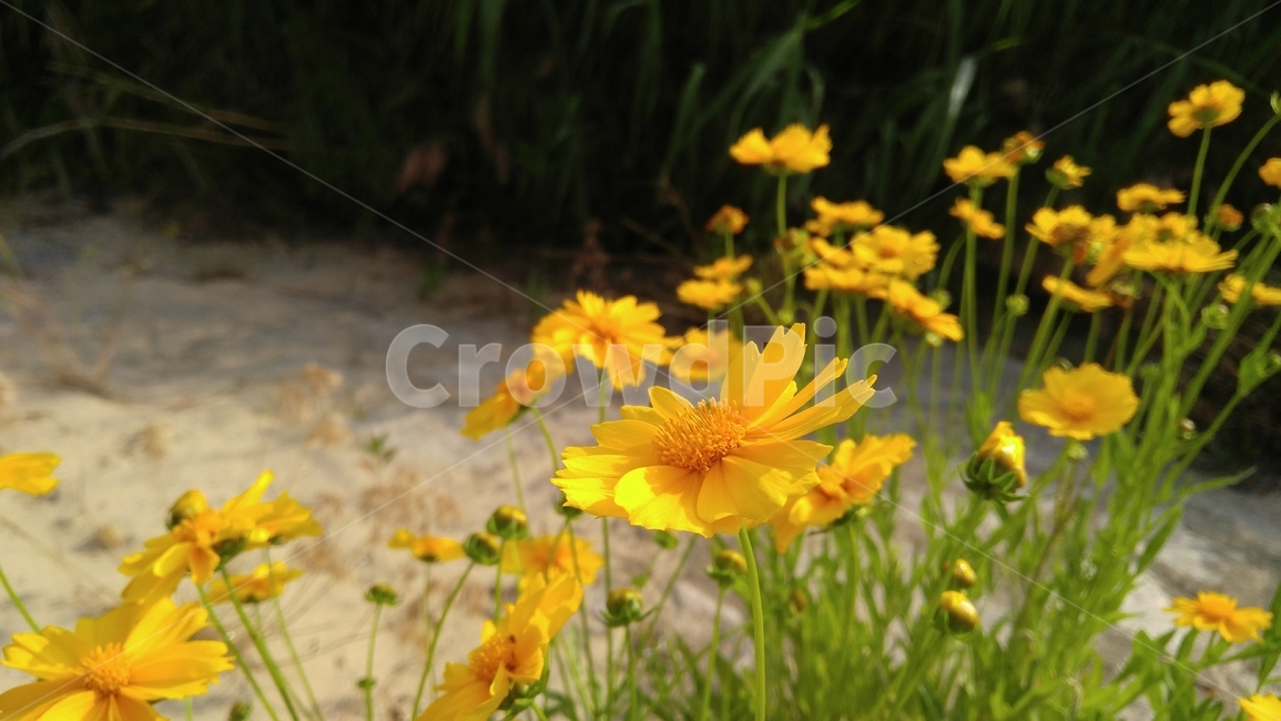 큰금계국,국화,꽃,노랑꽃,노랑색,식물,녹색,감성,배경,계절,chrysanthemun,flower,yellowflower,yellow,flant,green,emotional,background,season