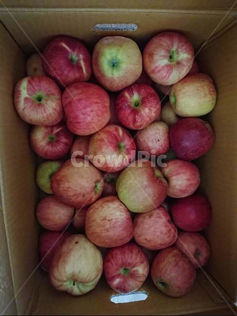 사과,과일,박스,농촌,apple,음식,식재료,요리,food,cook,meal,dishes,food reserves,과일,열매,fruit