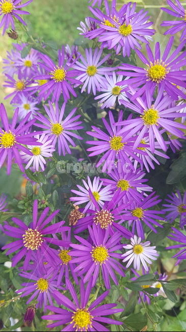 꽃,들꽃,flower,wildflower,꽃잎,petal,floralleaf