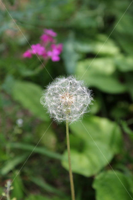 민들레씨,씨앗,민들레,민들레씨앗,씨,꽃씨,자연,식물,클로즈업,seed,plant,dandelion,green,녹색,그린,seeds,soft,부드러운,봄,spring,야외,정원,식물,자연,plants,nature,꽃,flower