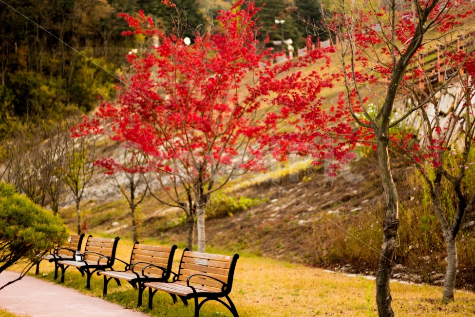 단풍,의자,고독,가을,독서,가을,계절,fall,autumn,season,식물,자연,plants,nature,나무,trees,wood,휴식,힐링,rest,relaxation,healing,bench,벤치,furniture,가구