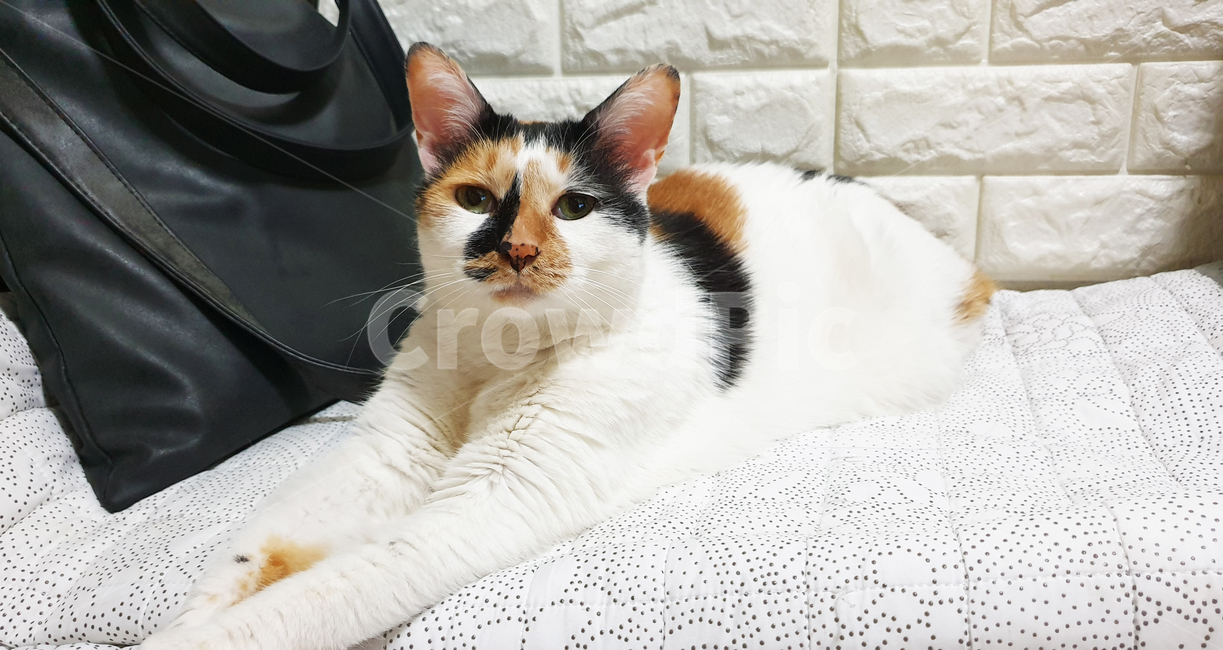 고양이,삼색이,코리안숏헤어,한국고양이,cat,animal