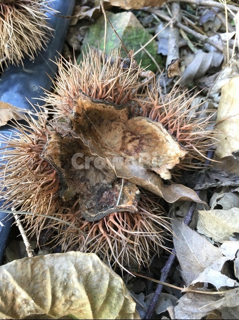 plant,식물,나무,밤나무,밤,밤송이,밤가시,잎