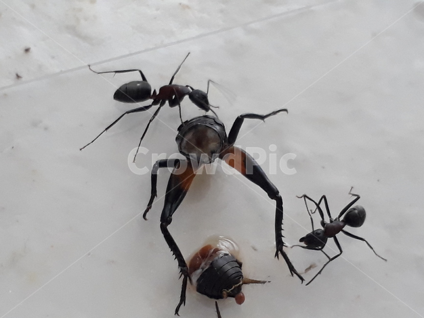 개미,벌목,식사,곤충,동물,귀뚜라미,대형종개미,먹이,진사회성,탐색활동,석고사육장,관상용개미,벌레,애완용개미,애완용곤충,동물,animal,곤충,벌레,insect,bug