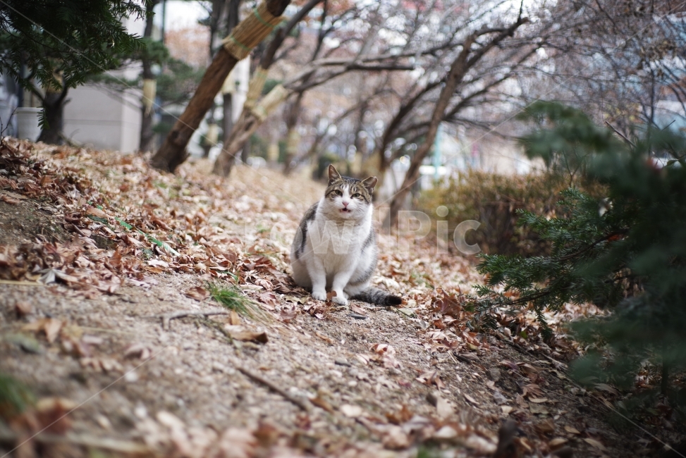고양이,길고양이,길냥이,애완동물,반려동물,생명,자연,야생,동물,포유류,야생동물,야생고양이,미묘,미냥,cat,kitty,kitten,cute,lovely,adorable,pet,animal,street,streetcat,stray,straycat,wild,wildlife,wildcat,wildanimal,nature,natural,beauty,beautiful,동물,animal,포유류,mammal,고양이,cat,kitten,kitty