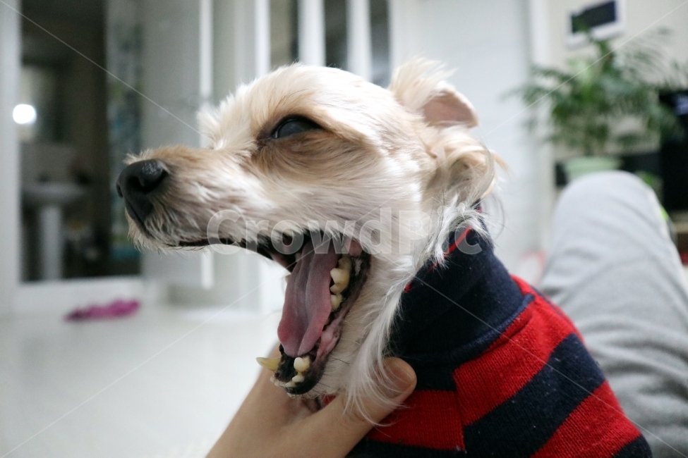 강아지,개,요크셔테리어,동물,애견,하품,동물,animal,포유류,mammal,개,강아지,dog,doggy