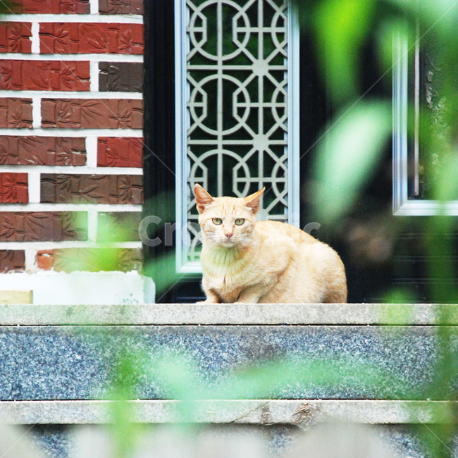 고양이,길고양이,동물,cat,animal,동물,animal,포유류,mammal,고양이,cat,kitten,kitty
