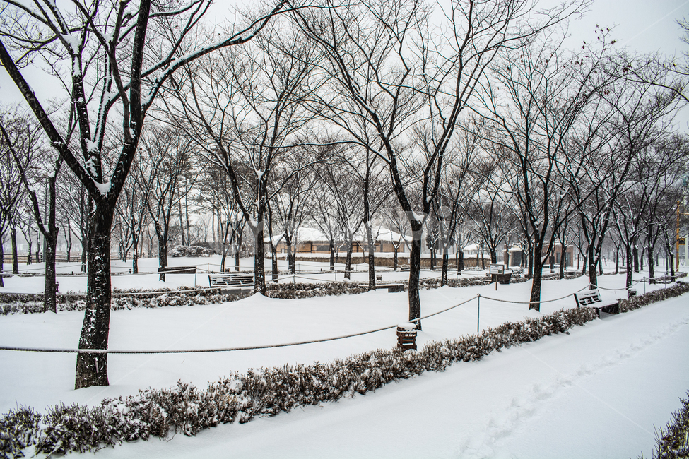 눈발,백설,눈길,흰눈,겨울풍경,겨울,계절,winter,season,자연,풍경,nature,landscape,outdoors,옥외,snow,눈,blizzard,눈보라,storm,폭풍