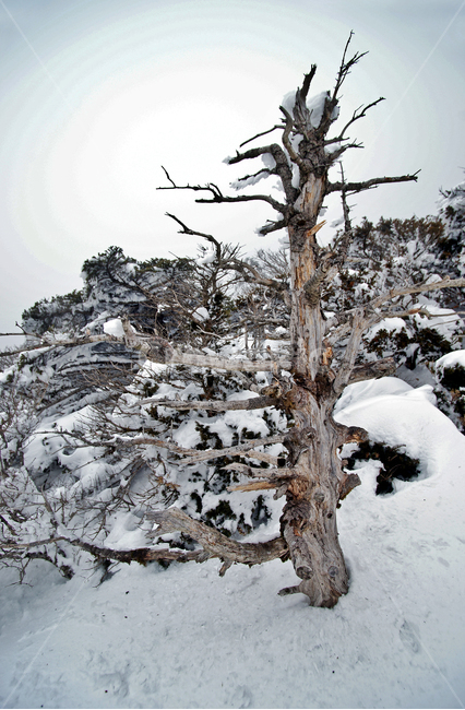 한라산,설산,한라산설경,고사목,천년목,설경,겨울,계절,winter,season