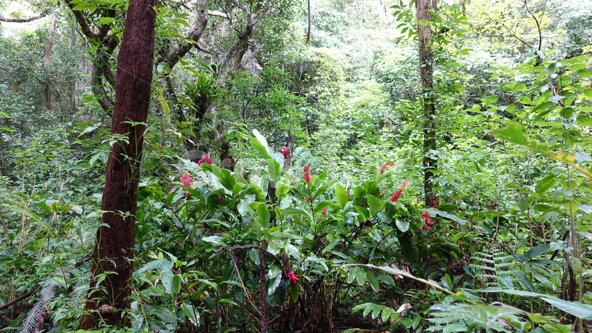 jungle,rainforest,정글,열대우림,숲,forest,green,초록