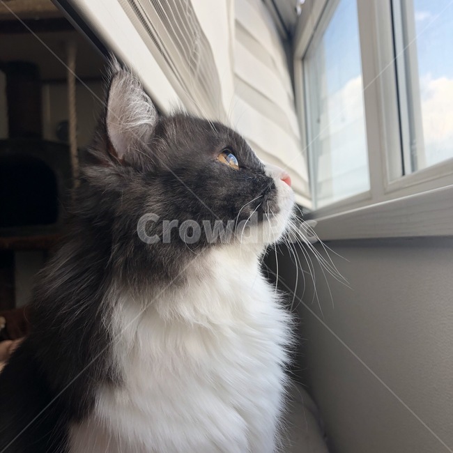 고양이,고양이옆모습,고양이눈동자,고양이구름,노르웨이숲고양이,회색고양이,동물,animal,포유류,mammal,고양이,cat,kitten,kitty