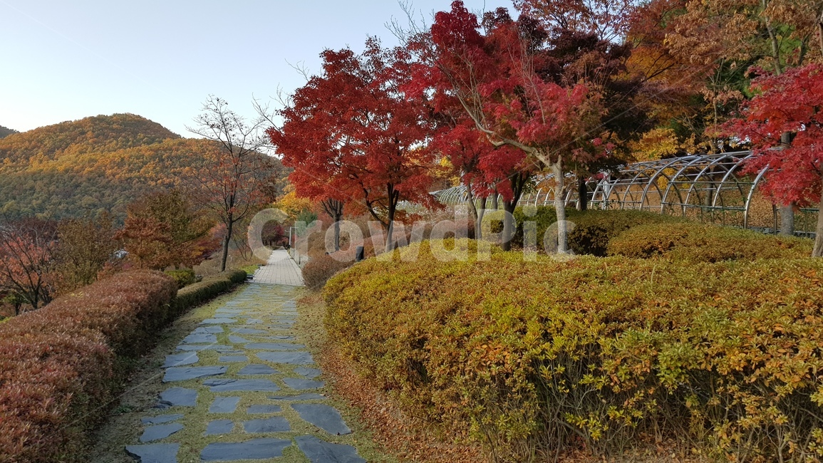 plant,식물,tree,나무,공원,산책길,단풍,가을풍경,풍경,자연,가을배경,가을분위기