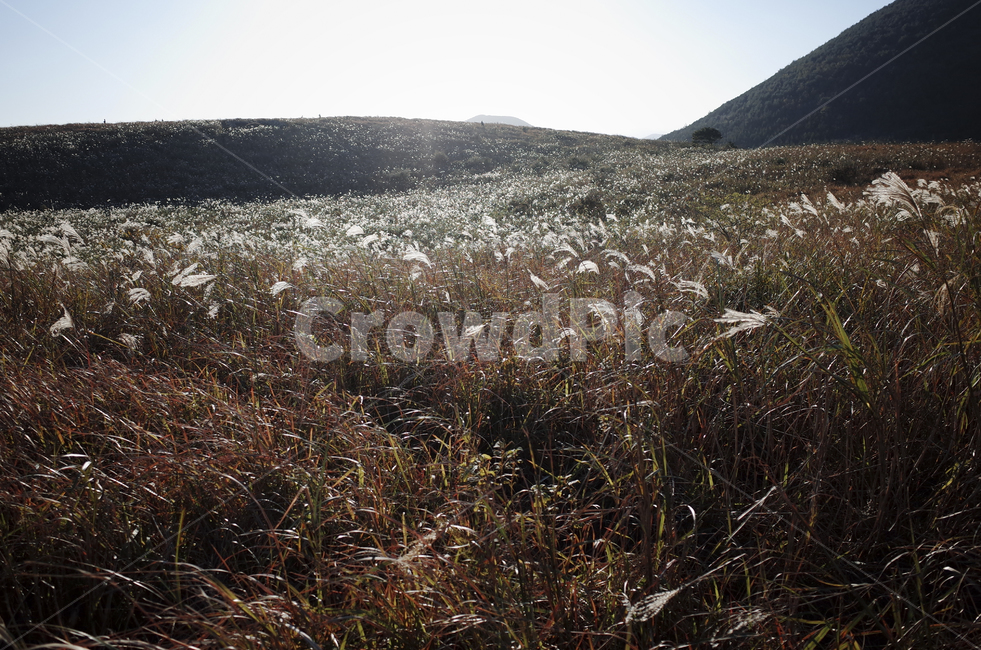 plant,식물,grass,잔디,flamegrass,silvergrass,억새,들판,nature,자연,옥외,outdoors,hill,언덕,reed,갈대