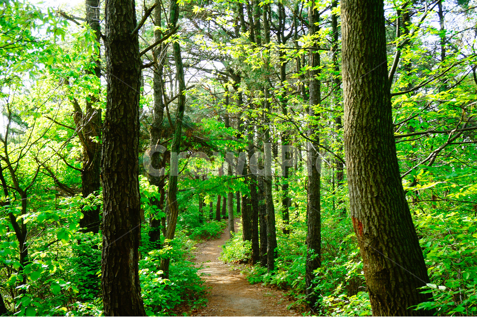 산,나무,봄,초록,풍경,자연,풍경,nature,landscape,식물,plants,나무,trees,wood,휴식,힐링,rest,relaxation,healing,path,통로,tree,plant