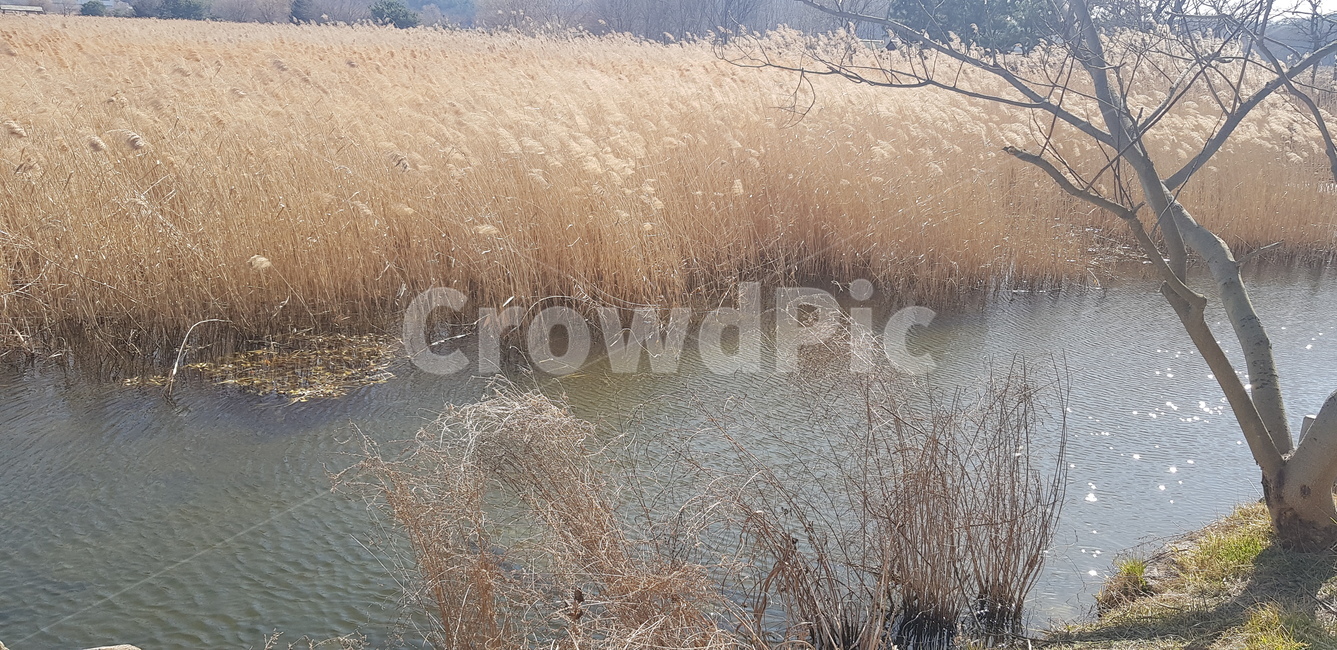 갈대,호수,갈대밭,바람,겨울,가을,계절,fall,autumn,season,자연,풍경,nature,landscape,grass,잔디,plant,식물,water,물,outdoors,옥외