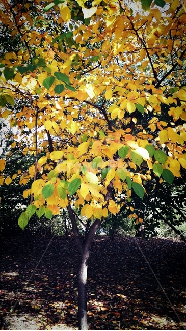 단풍,가을,나무,숲,햇살,초록,노랑,땅,나뭇잎,잎,leaf,plant,tree,식물,treetrunk,나무줄기,가을,계절,fall,autumn,season,tree trunk,나무 줄기