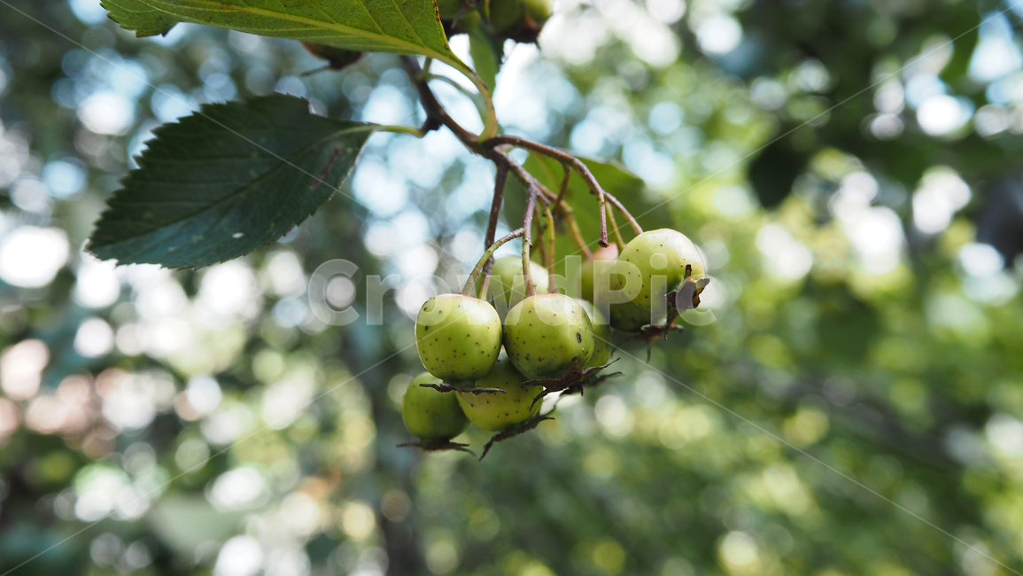 자연,nature,열매,fruit,나뭇잎,leaf,과일,열매,fruit