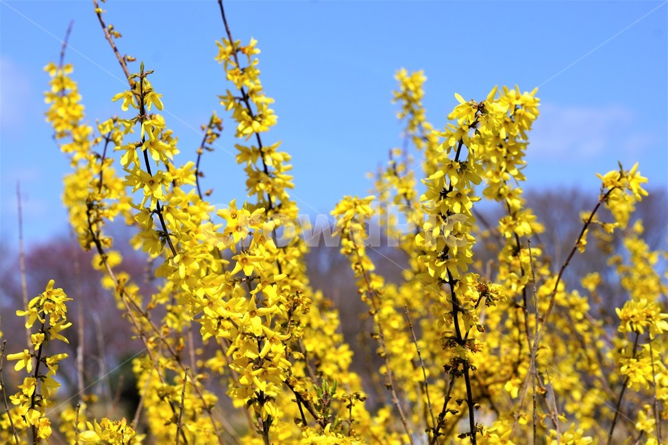 계정,봄,개나리,봄꽃,식물,자연,노란색,계절,spring,season,beauty,flower,nature,봄,계절,spring,season,식물,자연,plants,nature,꽃,flower,plant,blossom