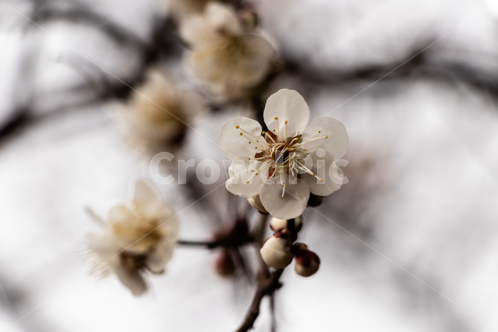 매화,매화꽃,매실꽃,백매화,흰매화,봄,계절,spring,season,식물,자연,plants,nature,꽃,flower,plant