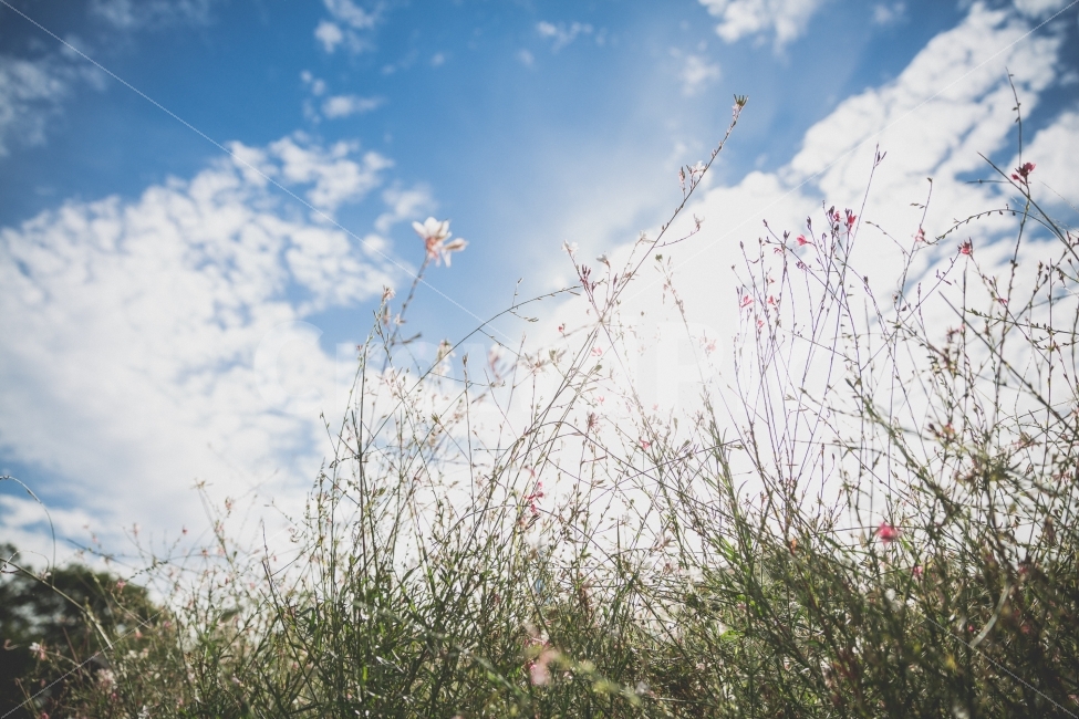 햇빛,꽃,하늘,sun,flower,sky,올림픽공원,눈부심,light,식물,자연,plants,nature,꽃,flower,휴식,힐링,rest,relaxation,healing,감성,sensible,feeling