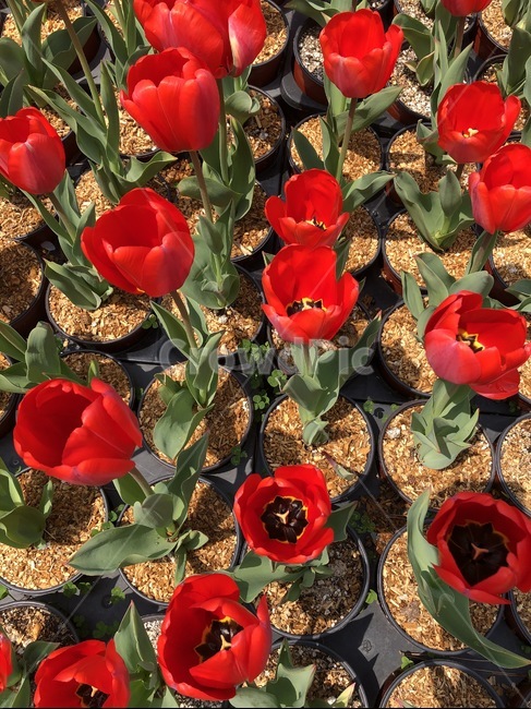 plant,식물,꽃,flower,blossom,튤립