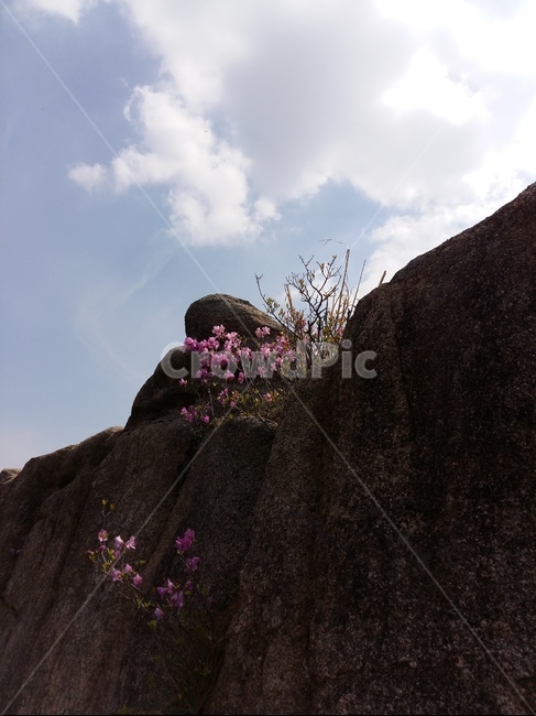 바위,구름,하늘,진달래,봄,풍경,봄,계절,spring,season,식물,자연,plants,nature,꽃,flower