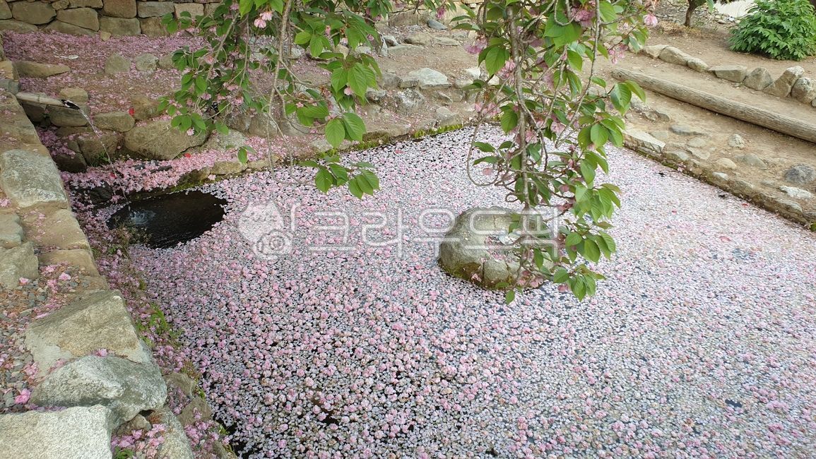 순천선암사,사찰연못,절,겹벚꽃,꽃이떨어진연못,물,연못