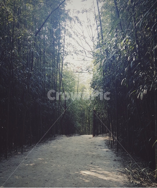 대나무,공원,경관,나무,숲,초록,자연,풍경,nature,landscape,dirt road,흙길,gravel,자갈,road,도로