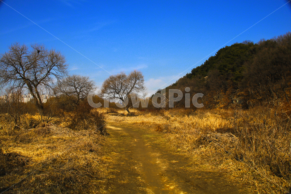 갈대,억새,풀,마른풀,풀숲,풀숲길,하천,강가,길가,가을,계절,fall,autumn,season,자연,풍경,nature,landscape,outdoors,옥외,grassland,목초지,field,들,dirt road,흙길,road,도로,gravel,자갈
