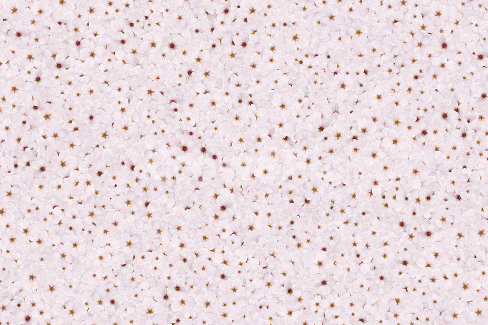 Cherry Blossom,nature,texture,pattern,flowering,flower,spring,spring flowers,petal,White,background,illustration,graphic