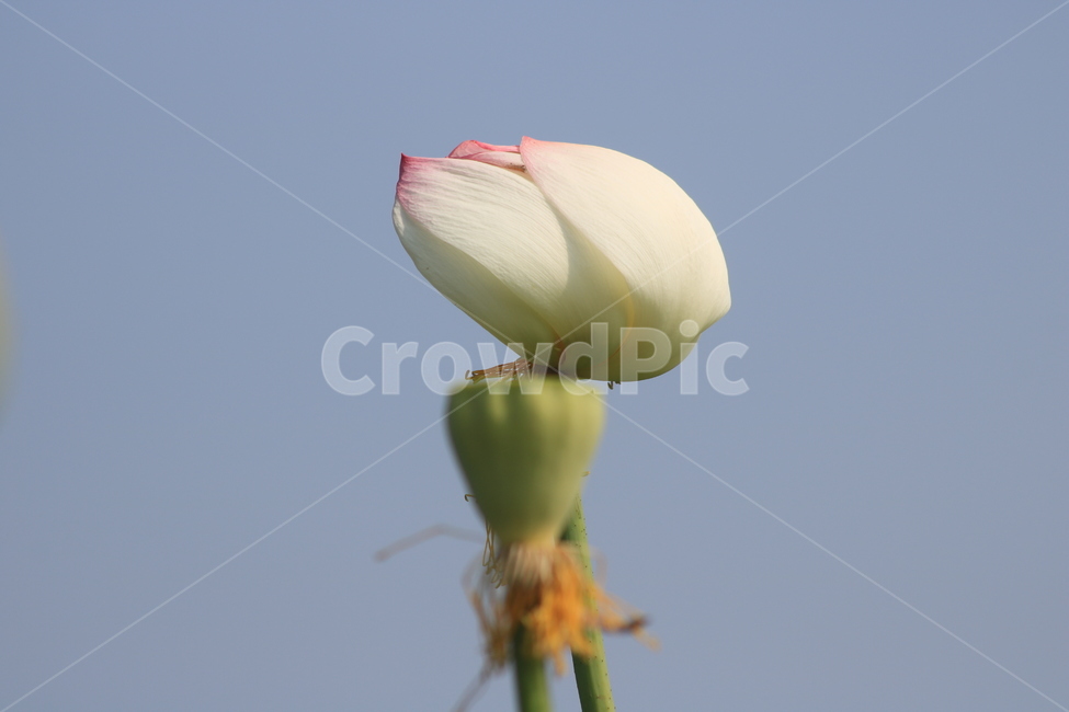 연꽃,여름꽃,꽃망울,야생화,들꽃,파란배경,꽃,꽃봉오리
