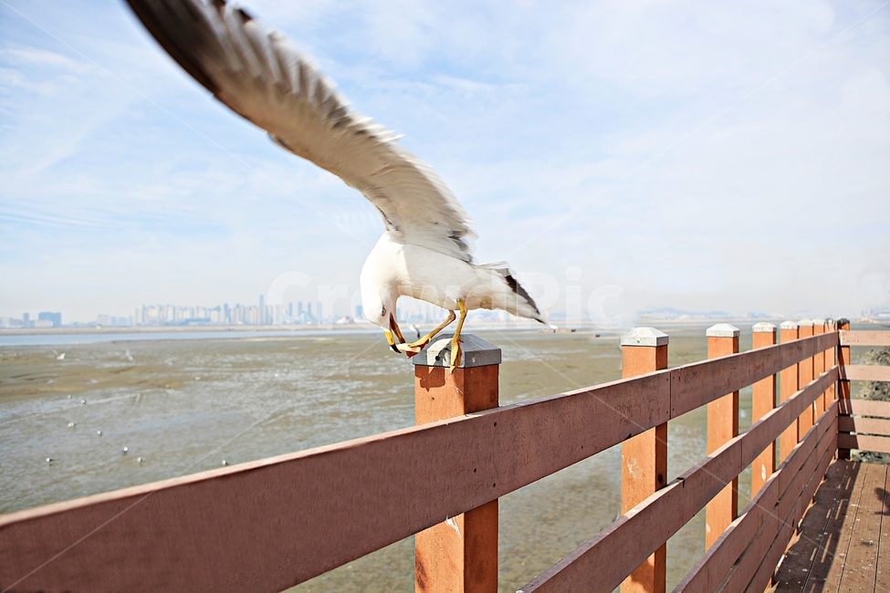 갈매기,새,조류,풍경,배경,자연,하늘,동물,animal,조류,새,birds