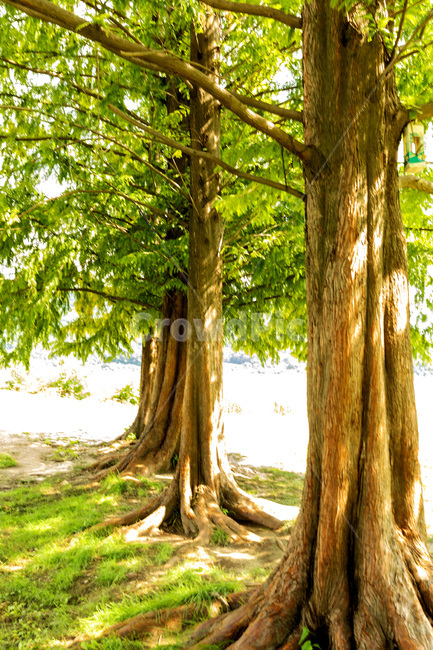 plant,식물,tree,나무,treetrunk,나무줄기,자연,풍경,nature,landscape,식물,plants,나무,trees,wood,tree trunk,나무 줄기