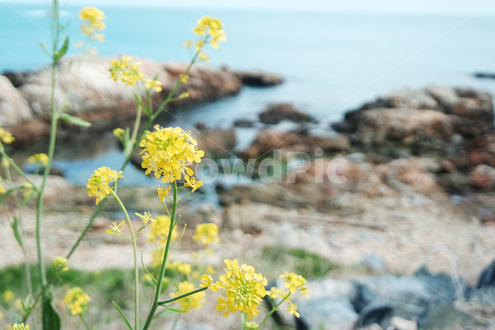 꽃,감성,노란색,바다,바위,flower,sea,yellow,sensibility,travel,healing,나들이,여행,자연,식물,landscape,view,scenery,sight