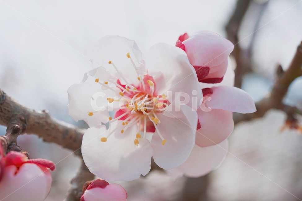 꽃,벚꽃,봄,접사,분홍,봄,계절,spring,season,plant,식물