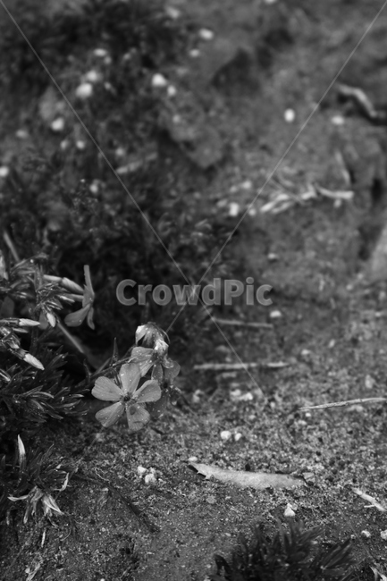 감성,감성흑백,강,생명력,꽃잎,이슬,식물,자연,plants,nature,흑백,모노톤,monochrome,black and white