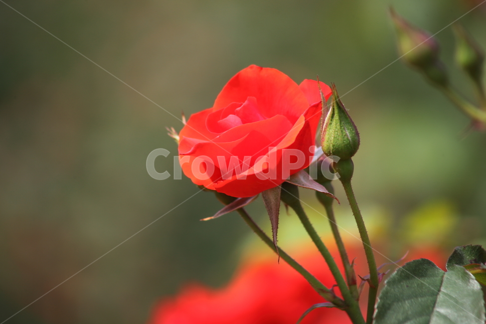 장미,꽃,장미꽃,덩굴식물,rose
