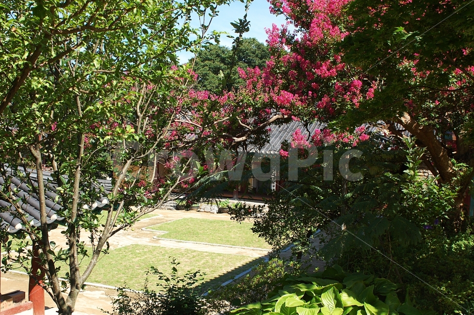 갑사,계룡산,마당,절,풍경,자연,풍경,nature,landscape,한국자연풍경,한국자연경관,korea nature landscape,한국전통,한국문화,korean traditional,korean culture,종교,신앙,religion,belief,faith,plant,식물