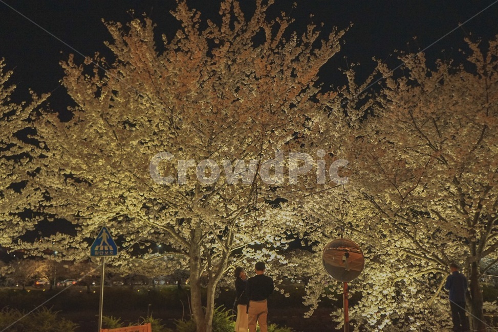 벚꽃,봄,꽃,나무,tree,봄,계절,spring,season,사람들,대중,군중,other people,crowd,plant,식물