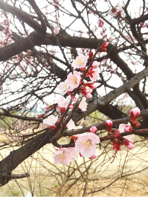 매화,붉은매화,분홍매화,매화꽃,꽃나무,봄,계절,spring,season,식물,자연,plants,nature,꽃,flower,plant